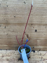Bonsai Jungpflanze Fächerahorn "Sangokaku" Januar 2026 Nr. 107