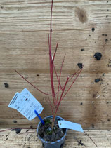 Bonsai Jungpflanze Fächerahorn "Sangokaku" Nr. 139