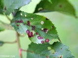 Schaden an Steinobstbäumen wie Kirschen, Pflaumen und Zwetschgen