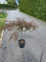 Japanischer Schlitzahorn / Acer palmatum "Garnet" Nr. 11
