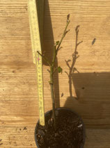 Bonsaijungpflanze Amberbaum ca. 30cm hoch Nr. 3