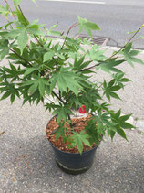 Acer palmatum "Osakasuki" 60-80cm hoch