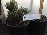 Bonsaijungpflanze Pinus mugo Nr. 7