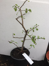 Bonsaijungpflanzen Wildbirne / Pyrus communis 2