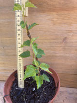 Bonsaijungpflanze Hängebirke / Betula pendula Juni 26 Nr.1