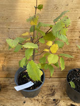 Bonsaijungpflanze Flatterulme / Ulmus laevis Okt. 25 Nr. 8
