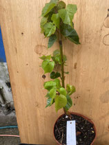 Bonsaijungpflanzen Winterlinde Tillia cordata Juli 2025 Nr. 5 ca. 30cm hoch