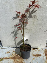 Bonsai Jungpflanze japanischer Blutahorn Nr. 22