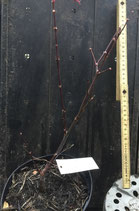 Bonsaijungpflanze Roter Fächerahorn Nr. 2