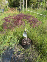 Japanischer Schlitzahorn / Acer palmatum Nr. 1