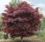 Japanischer Blut Fächerahorn / Acer palmatum "Bloodgood" ca. 60-80cm
