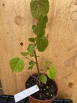 Bonsaijungpflanze Winterlinde Tilia cordata Juli 2025 Nr. 6 ca. 30cm hoch