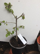 Bonsaijungpflanze Pyrus communis Wildbirne 7
