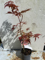 Bonsai Jungpflanze japanischer Blutahorn April 25 Nr. 34