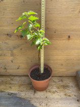 Bonsaijungpflanze Hängebirke/Betula pendula Juni 26 Nr. 10