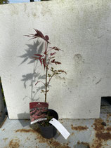 Bonsai Jungpflanze japanischer Blutahorn Nr. 20