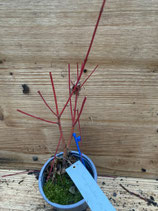 Bonsai Jungpflanze Fächerahorn "Sangokaku" Nr. 143