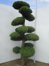 Gartenbonsai chinesischer Wachholder, Juniperus chinensis "Monarch" 200-225cm