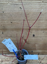 Bonsai Jungpflanze Fächerahorn "Sangokaku" April 2025 Nr. 109