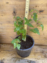 Bonsaijungpflanze Hängebirke/Betula pendula Juni 26 Nr. 8