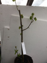 Bonsaijungpflanze Winterlinde Tilia cordata Nr. 104A ca. 50cm hoch
