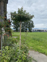 Amberbaum Liquidambar staryciflua Dachform ca. 220-240cm Stammhöhe / Stammumfang 14/16cm