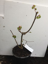 Bonsaijungpflanze Winterlinde Tilia cordata Nr. 108A ca. 50cm hoch