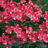 Amerikanischer Blumenhartriegel, Cornus florida Red Giant 60-80cm