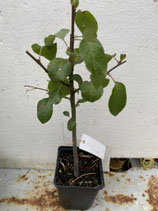 Bonsaijungpflanze Pyrus communis Sorte "Kirchensaller" Nr. 9
