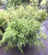 Bambus Fargesia Rufa Schirmbambus 60-80cm hoch im Topf