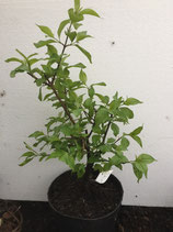 Bonsaijungpflanze Kornelkirsche Nr. 7 / Cornus mas