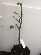 Bonsaijungpflanzen Winterlinde Tillia cordata Nr. 102A ca. 50cm hoch