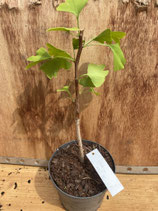 Bonsaijungpflanze Ginkgo biloba Nr. 5