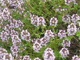 Thymian, Thymus vulgaris  im 9-10cm Topf