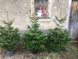 Mietchristbaum 120-140cm Höhe inkl. Topf.