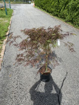 Japanischer Schlitzahorn / Acer palmatum "Garnet" Nr. 12