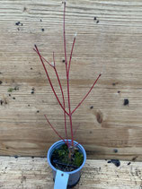 Bonsai Jungpflanze Fächerahorn "Sangokaku" März 2025 Nr. 104