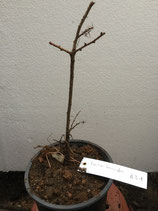 Bonsaijungpflanze japanische Lärche Nr. A31