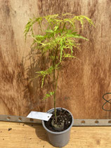 Bonsai Jungpflanze japanischer Fächer-Ahorn 'Seiryu' Nr. 5