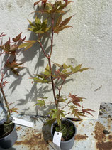 Bonsai Jungpflanze japanischer Blutahorn Nr. 57