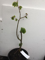 Bonsaijungpflanze Winterlinde Tilia cordata Nr. 106A ca. 50cm hoch