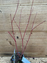 Bonsai Jungpflanzen japanische Ahorn - pflanzendiscount schweiz Thuja  Christbaum mieten