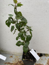 Bonsaijungpflanze Pyrus communis Sorte Kirchensaller Nr. 8