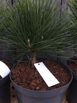 Bonsai Jungpflanze  Pinus thunbergii Nr. 7