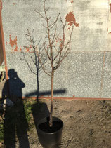 Solitär Apfelbaum "Discovery" Nr. 7 260-270cm hoch