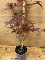 Bonsai Jungpflanze japanischer Blutahorn Mai 26 Nr. 1