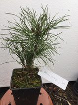 Bonsaijungpflanze Pinus mugo Nr. 31
