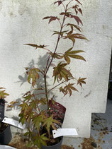 Bonsai Jungpflanze japanischer Blutahorn Nr. 21