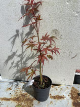 Bonsai Jungpflanze japanischer Blutahorn April 2025 Nr. 32