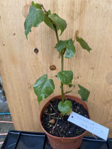 Bonsaijungpflanze Winterlinde Tilia cordata Juli 2025 Nr. 7 ca. 30cm hoch